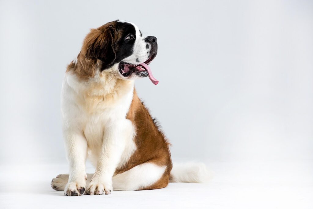 st bernard outdoor, st bernard, barry, dog, st, animal, bonalt, pet, switzerland, canine, europe and america, outdoor, pets, puppy