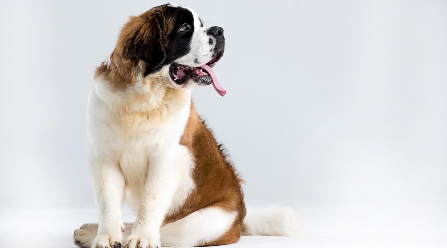 Le mythe du chien du Grand-Saint-Bernard