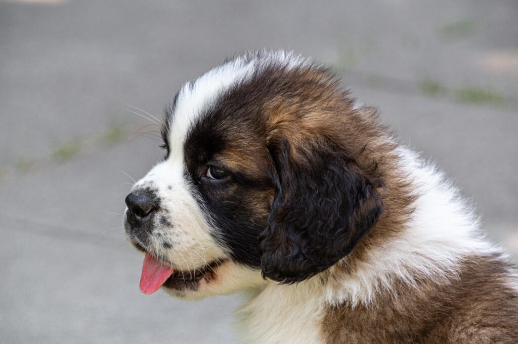 dog, domestic animal, animal, puppy, saint bernard, switzerland