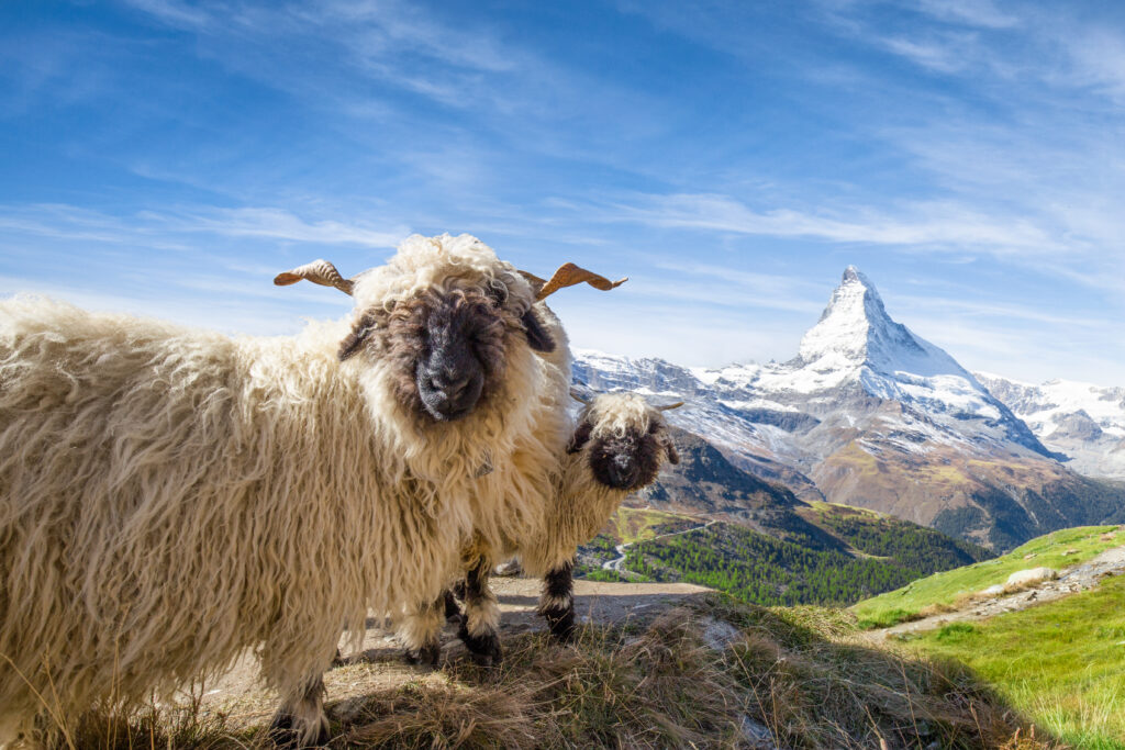 Mouton à nez noir du Valais devant le Cervin à Zermatt
