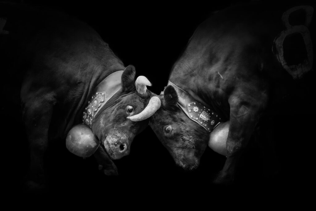 Eringer (Herens) cows locking horns during a cow fight, tradition, heritage from the Valais, Le Chable, Switzerland