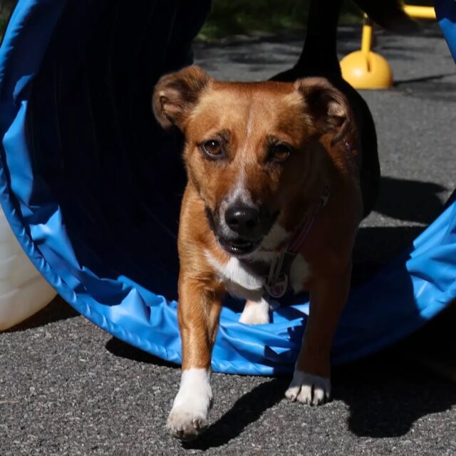 TU VIENS ?
Le Rallye Canin revient pour sa 2ᵉ édition !
Un parcours, des défis, des surprises, de la compétition juste ce qu’il faut, mais surtout un super moment à vivre avec ton chien.
Que tu sois débutant ou habitué des activités canines, le but est simple : s’amuser, relever les défis et repartir avec de beaux souvenirs.
Et en plus… de super lots sont à gagner !
Inscription au : +41 79 543 57 08
📅 19 septembre 2026
📍 Martigny
👉 Inscris-toi et viens vivre l’aventure avec ton chien !
#cynomartigny #doglover #rallyecanin #valais